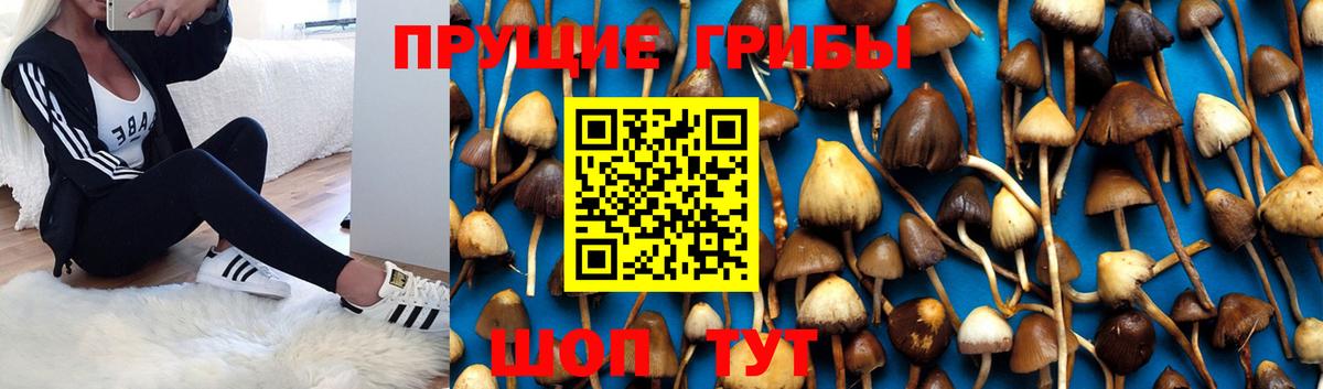 Галлюциногенные грибы Psilocybe Моздок